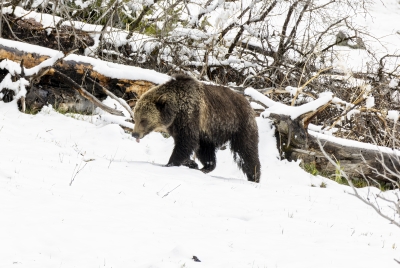 Grizzly Jam in Pelican Valley YNP 2025